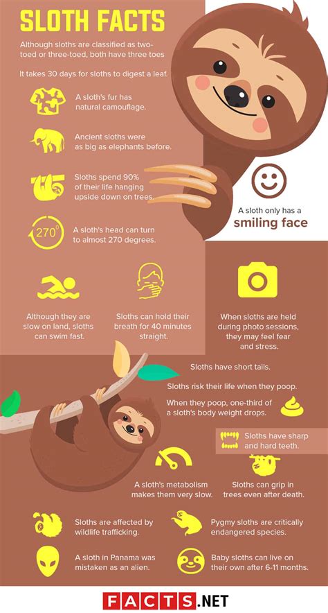 three toed sloth fun facts